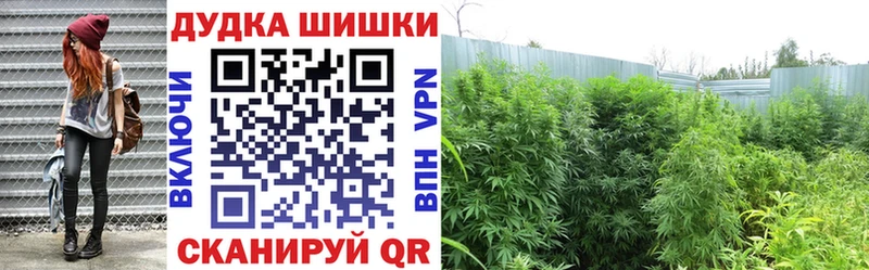 Купить Асино Бошки Шишки сатива